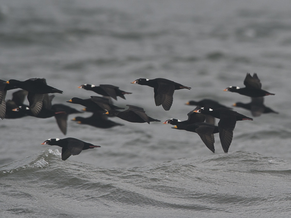 Pilkkaniska, Surf Scoter, Melanitta perspicillata